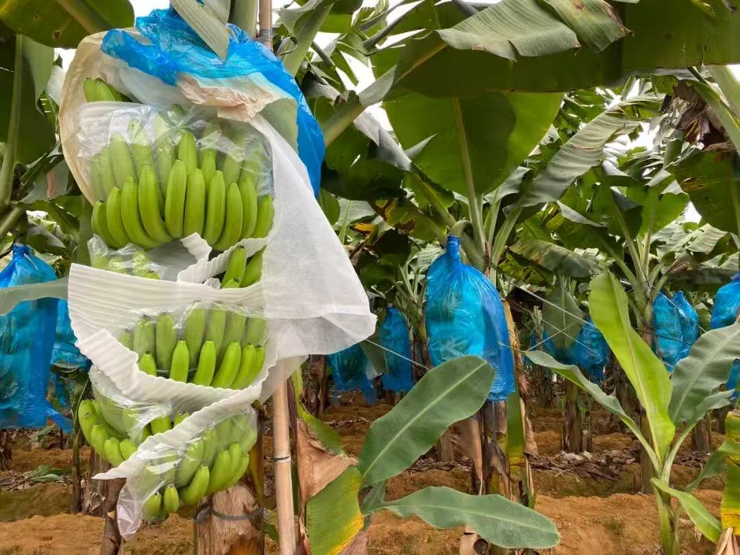 CERES-certified organic banana plantation for premium Organic Freeze Dried Bananas